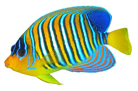 Fish Png Transparent Background Png Image Collection 70512 | The Best ...