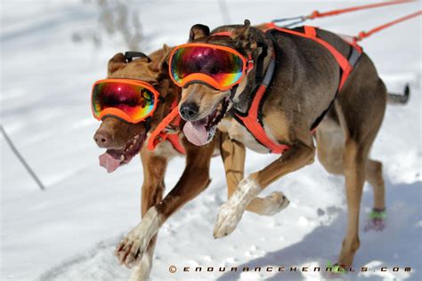 Endurance Kennels LLC | Sprint Racing Sled Dogs | Rides and Tours