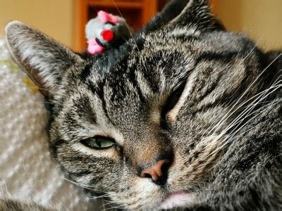 Pain Management for Cats is Not Optional - The Conscious Cat