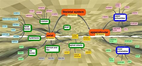 Animus Medical Mindmaps