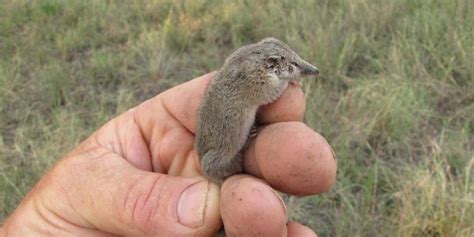 Smallest Animals In The World: 15 Tiniest Species Ranked ️