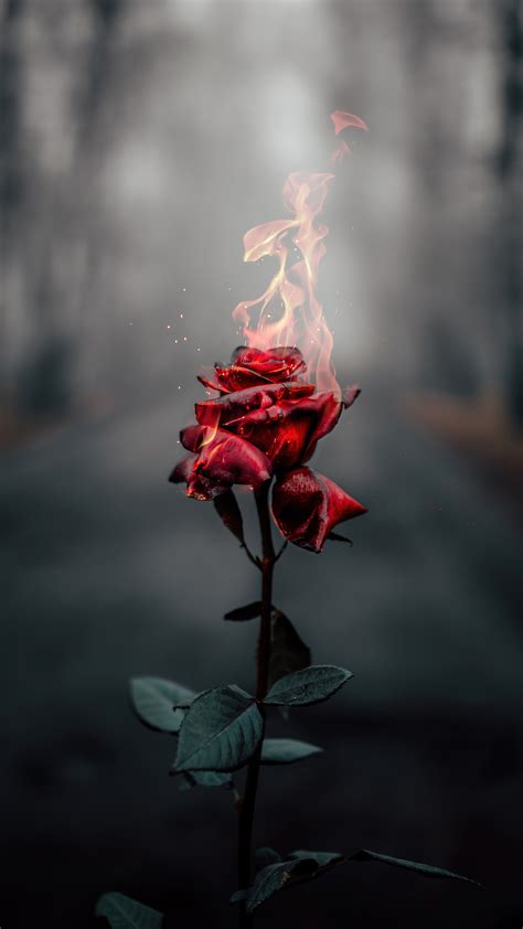 Rose Flower Burning 4K #5110f Wallpaper PC Desktop