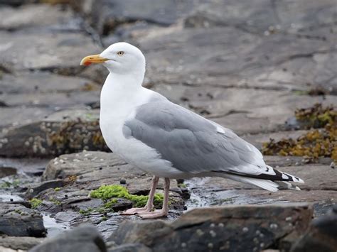 Herring Gull Bird Facts (Larus argentatus) | Birdfact