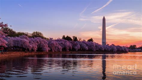 Cherry Blossom Sunrise Photograph by Brandon Adkins