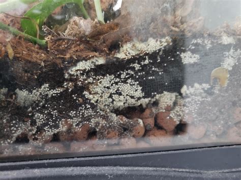 Bioactive terrarium full of these eggs. Are they pests or speingtail/isopod eggs? : r/geckos