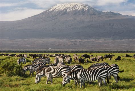 Discover the Wonders of Amboseli National Park: A Must-Visit ...