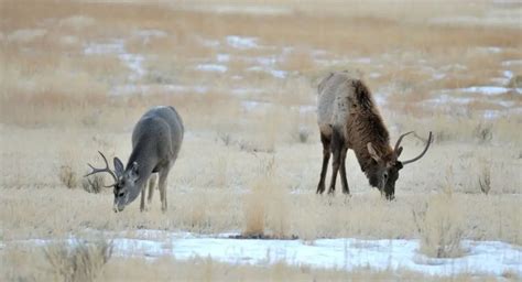 Elk Tracks vs. Deer Tracks: How to Tell the Difference