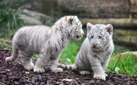 White Tiger Cub Wallpaper (57+ images)