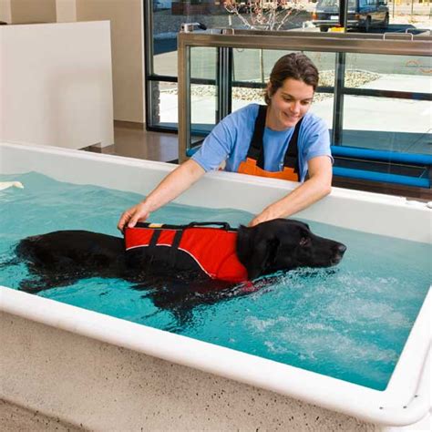 How Hydrotherapy for Dogs Works and Why It's Worth It