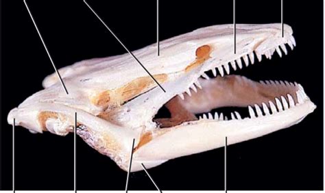 BIOL 474L Necturus Skull Diagram | Quizlet