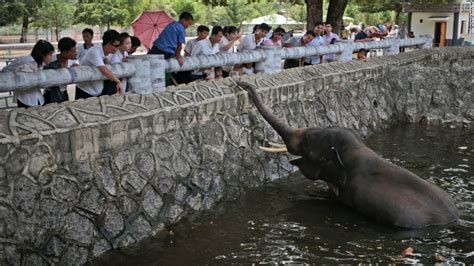 Look Inside North Korea's Zoo