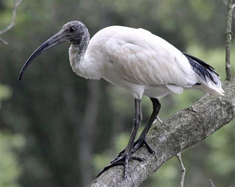 Australian Ibis | Animal photography wildlife, Pet birds, Australian ...