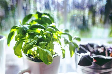 Basil Plant Care: How To Grow, Care And Everything Else