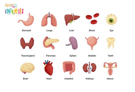 Teach Kids - Human Body Parts Names & Its Functions