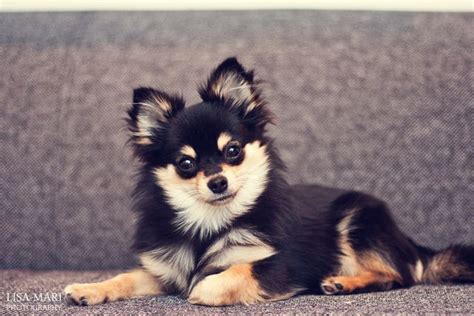 handsome dogs for you in these trying times | Pomchi puppies, Pet dogs, Cute dogs