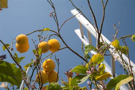 Lemon Tree Losing Leaves » Tips on Causes & Solutions