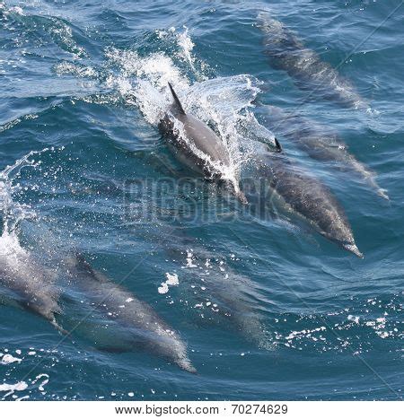 Pod Common Dolphin Image & Photo (Free Trial) | Bigstock