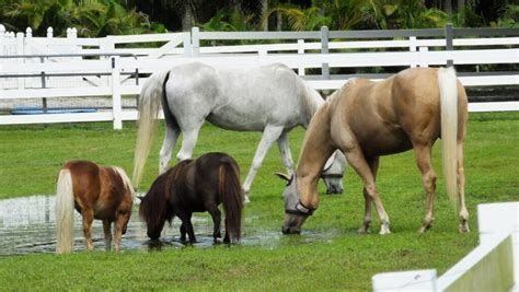 Miniature Horse Breed | The Horse Dispatch