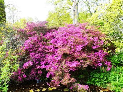 Wisley Gardens in April Sunshine | Ozlem's Turkish TableOzlem's Turkish Table