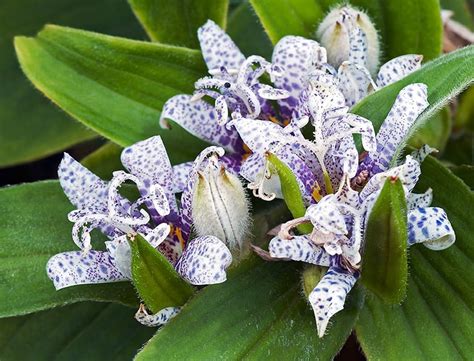 Toad Lily Guide: How to Grow & Care for “Tricyrtis” Plants