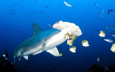 Scalloped Hammerhead Shark – "OCEAN TREASURES" Memorial Library