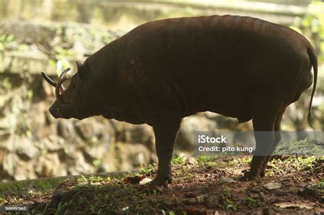 Babi Rusa Foto Stok - Unduh Gambar Sekarang - Alam, Anak hewan - Panggung Hewan, Anggota tubuh ...