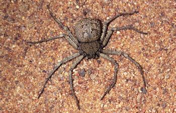 Six-eyed sand spider (Sicarius hahni) | Arachnipedia Wiki | FANDOM ...