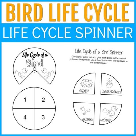 Printable Life Cycle of a Bird Worksheets for Preschool