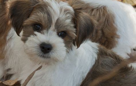 8 Havanese Rescues ideas in 2021 | havanese, dogs, havanese puppies