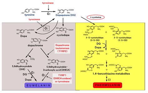 IJMS | Free Full-Text | Elucidation of Melanogenesis Cascade for Identifying Pathophysiology and ...