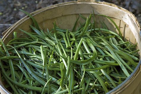 Goose Tongue | Harvesting goose tongue, delicious wild green… | Flickr