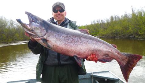 Alaska King Salmon - Alaska Fishing Guide | Fishtale River Guides