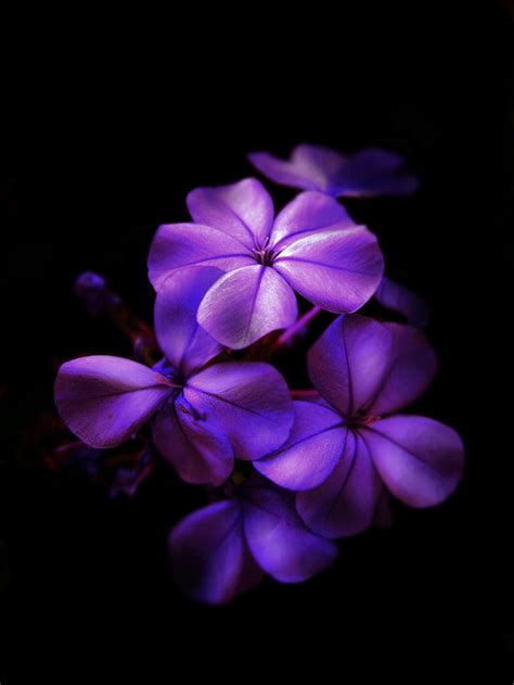 Dark Purple Flower Wallpapers - Top Free Dark Purple Flower Backgrounds ...