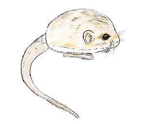 Thick-tailed pygmy jerboa Facts for Kids