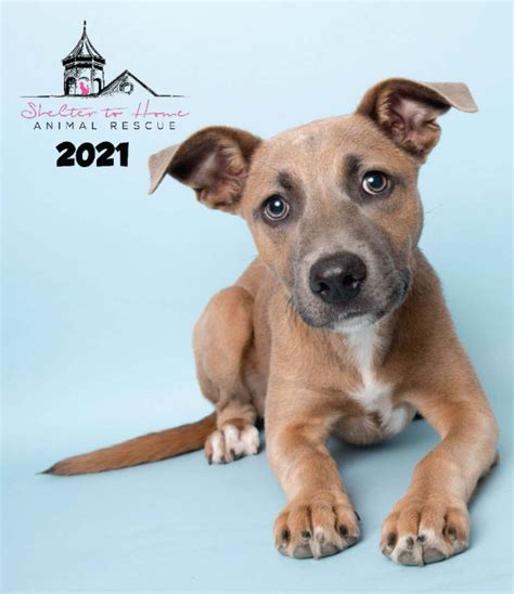 2021 Dog Calendar | Shelter to Home