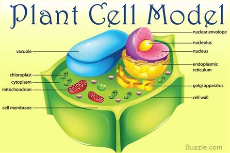 How to Make a Plant Cell Model | Plant cell, Cell model, Plant cell model