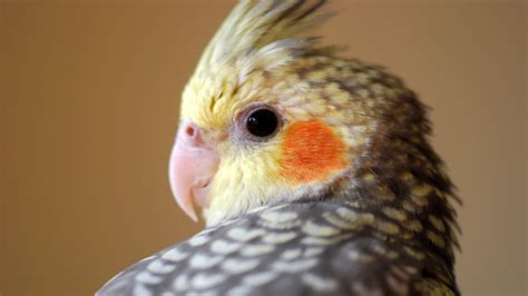 PEARL COCKATIELS - A Very Beautiful And Unusual... - Birds at Home