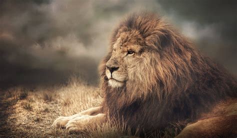 Download Animal Lion HD Wallpaper