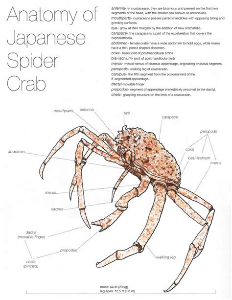 Spider Crab Anatomy