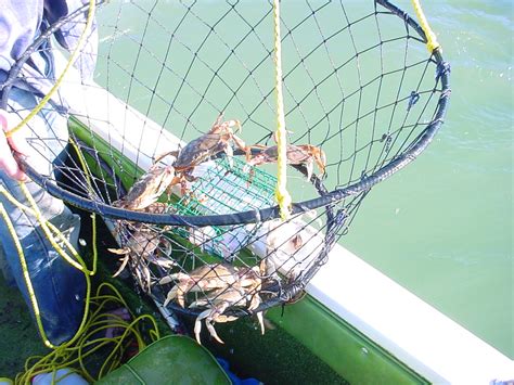 Smarv Life: Lakes Entrance - Fishing And Crabbing