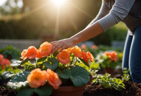 Do Begonias Like Sun? A Guide to Begonia Sunlight Preferences - PlantNative.org