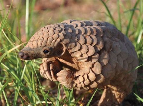 Pinecone Ant-eater : r/ProperAnimalNames