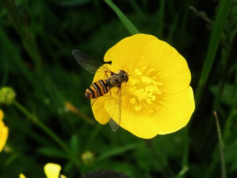 Hoverfly Identification at St Cyrus NNR on 22 July 2016 - NESBReC