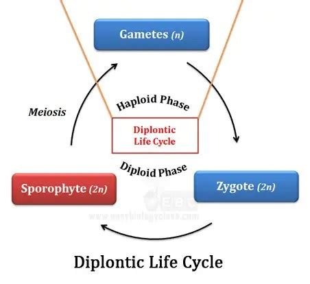 Explain Diplontic Life Cycle With Schematic Diagram And Examples ...