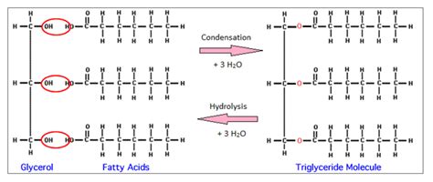 Lipids Structure & Functions | A-Level Biology Revision Notes