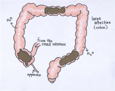 HEALTHY & UNHEALTHY POOP, BOWELS & ELIMINATION - Joyful Belly College of Ayurveda