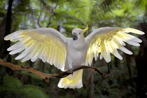 Video of Cockatoo Happily Dancing in the Rain Couldn't Be Better ...