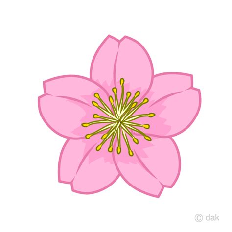 Cherry Blossom Flower Png