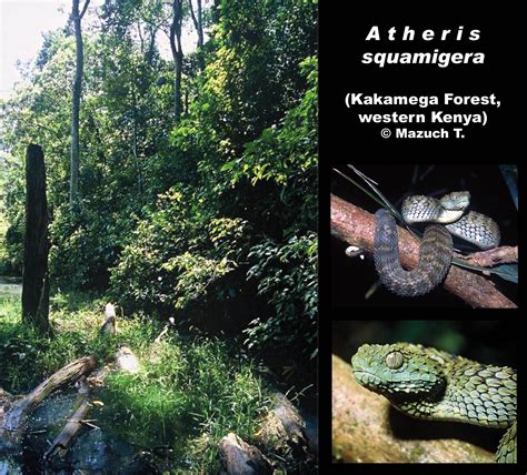 Homepage - Herpetology of Africa