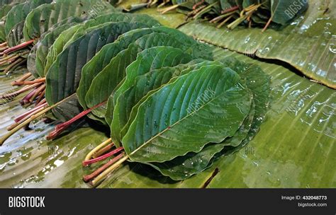 Kratom Leaves Image & Photo (Free Trial) | Bigstock